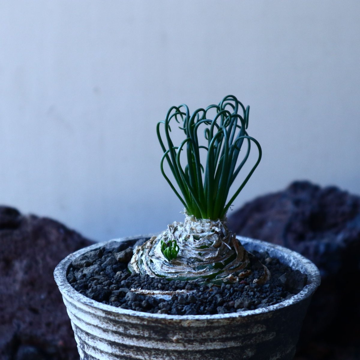 アルブカ スピラリス フリズルシズル Albuca spiralis 'Frizzle Siz