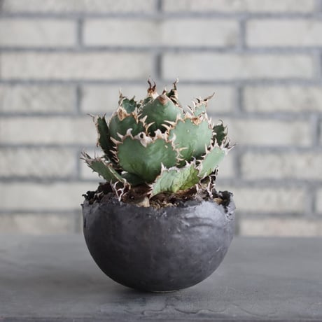 Agave titanota filigree × takero pot (4.5号)  no.621/67
