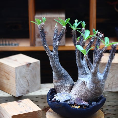 パキポディウム  マカイエンセ 2頭／Pachypodium Makayense       no.82209