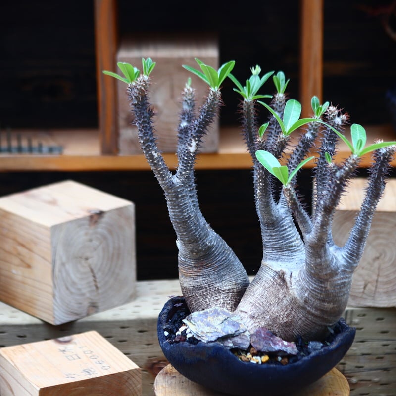 パキポディウム マカイエンセ 2頭/Pachypodium Makayense パキポディウム マカイエンセ 2頭/Pachypodium Makayense