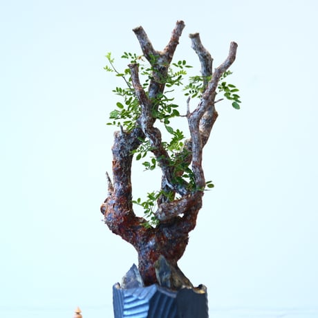 Commiphora monstrosa × N/OH   no.90342