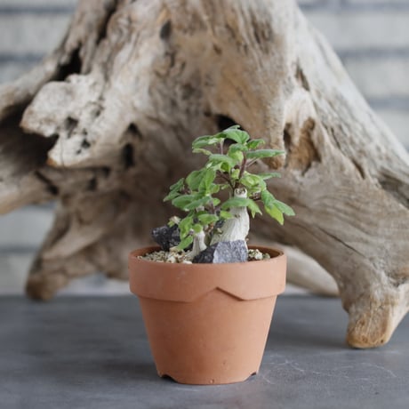 Plectranthus ernstii × YAMABACHI (3号)  no.629-9