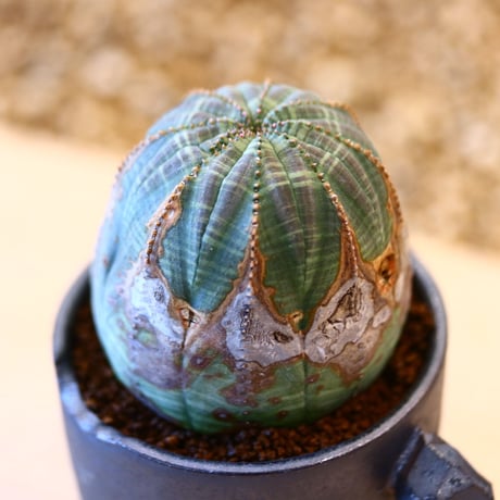 N/OH × Euphorbia obesa    no.61805