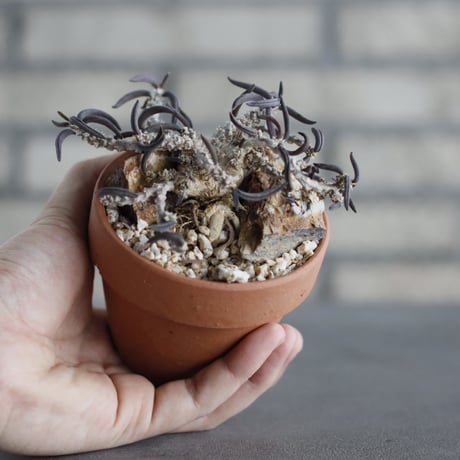Euphorbia cylindrifolia × YAMABACHI (3号) no.607/17