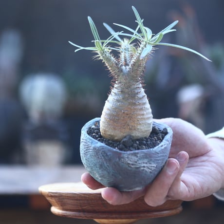 パキポディウム  グラキリス   Pachypodium  gracilius       no.22824