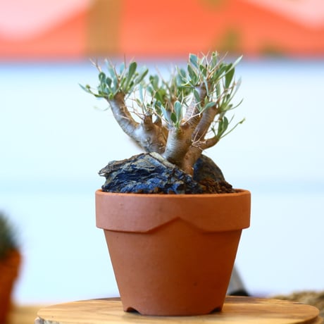 YAMABACHI × Othonna  euphorbioides   no.102252