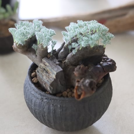 Sarcocaulon multifidum × Yuuya Morikawa / PLANETX   no.63009