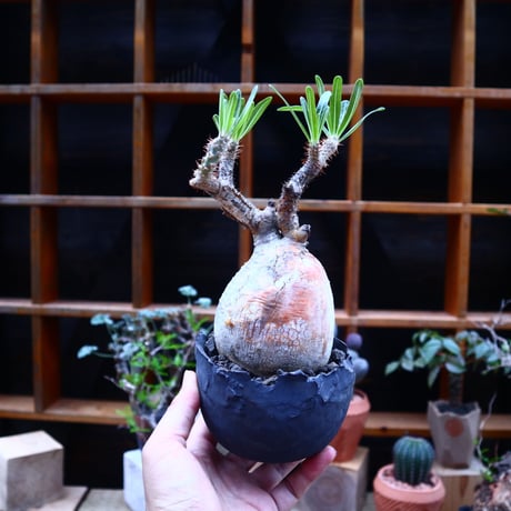 パキポディウム  グラキリス／Pachypodium  gracilius    no.71815