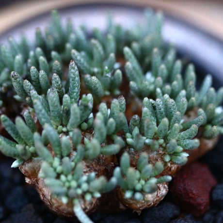 アボニア   クイナリア   アルストニー  赤花／Avonia quinaria ssp. alstonii    no.120516