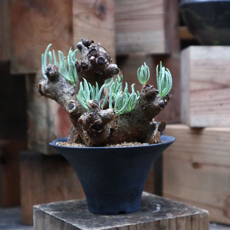 チレコドン ペアルソニー 白象／Tylecodon pearsonii no