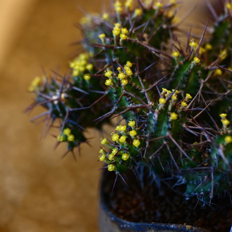 Euphorbia golisana × Kaori Ono     no.31029