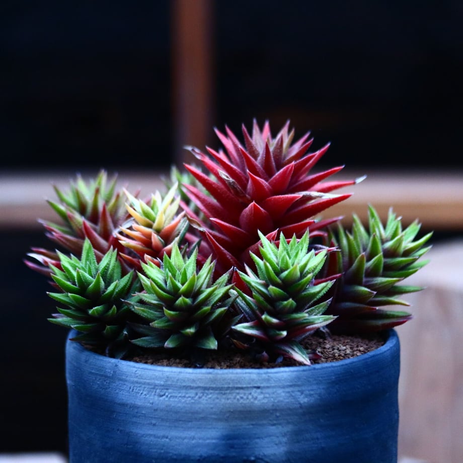 62086421acbcb0187cbcff0c