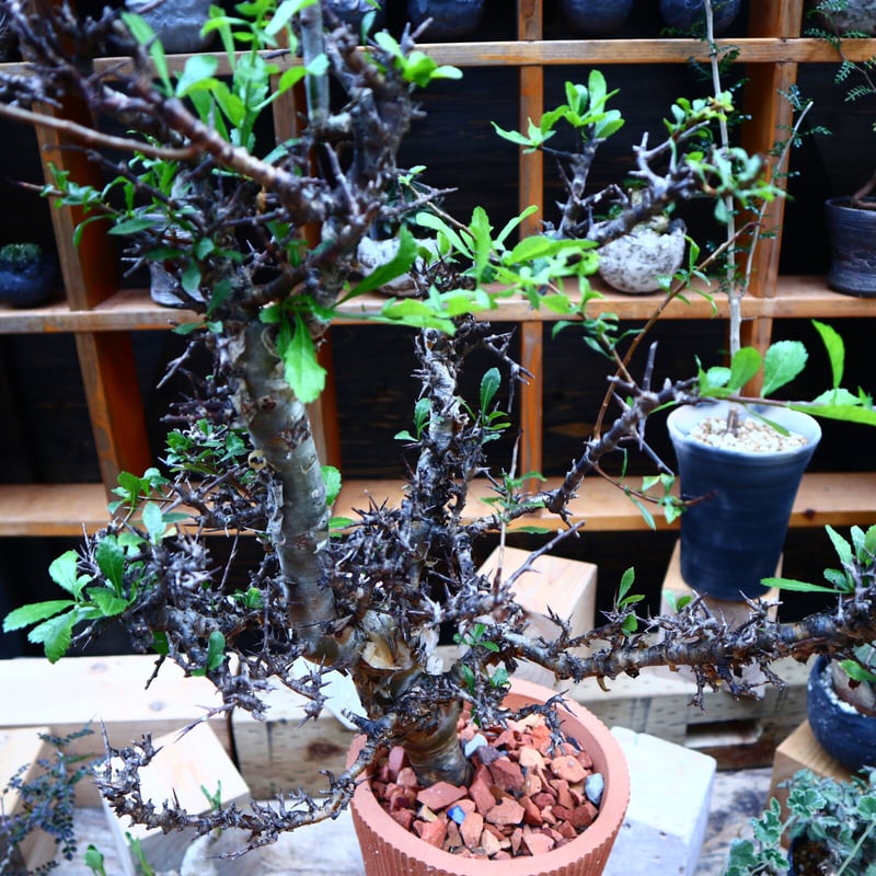 b*y様 コミフォラ クア 未発根 Commiphora holtziana コミフォラ ホルトジアナ 発根済現地株 #6