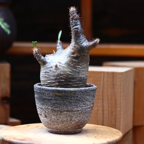 パキポディウム  グラキリス／Pachypodium  gracilius   no.40349
