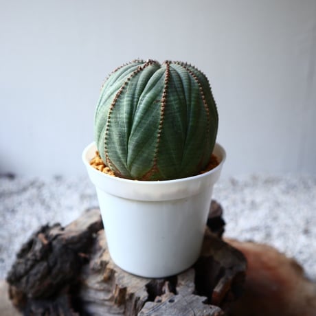 ユーフォルビア  オベサ  Euphorbia obesa  no.102808