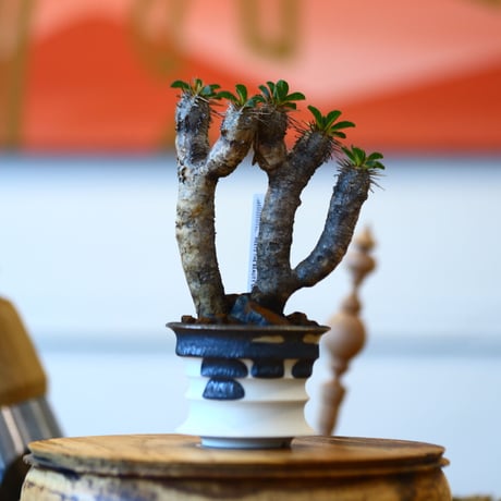 たけろうポット × Euphorbia guillauminiana   no.102213