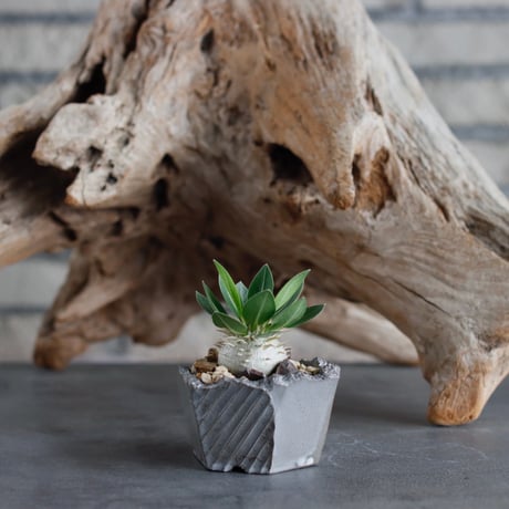 Pachypodium hyb.【特大黒× leucoxanthum】(dobuzuke) × N/OH (2号)  no.622-29