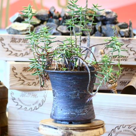 Crassula tetragona × joint pot   no.107112