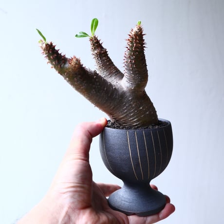 パキポディウム  マカイエンセ    Pachypodium Makayense  no72123