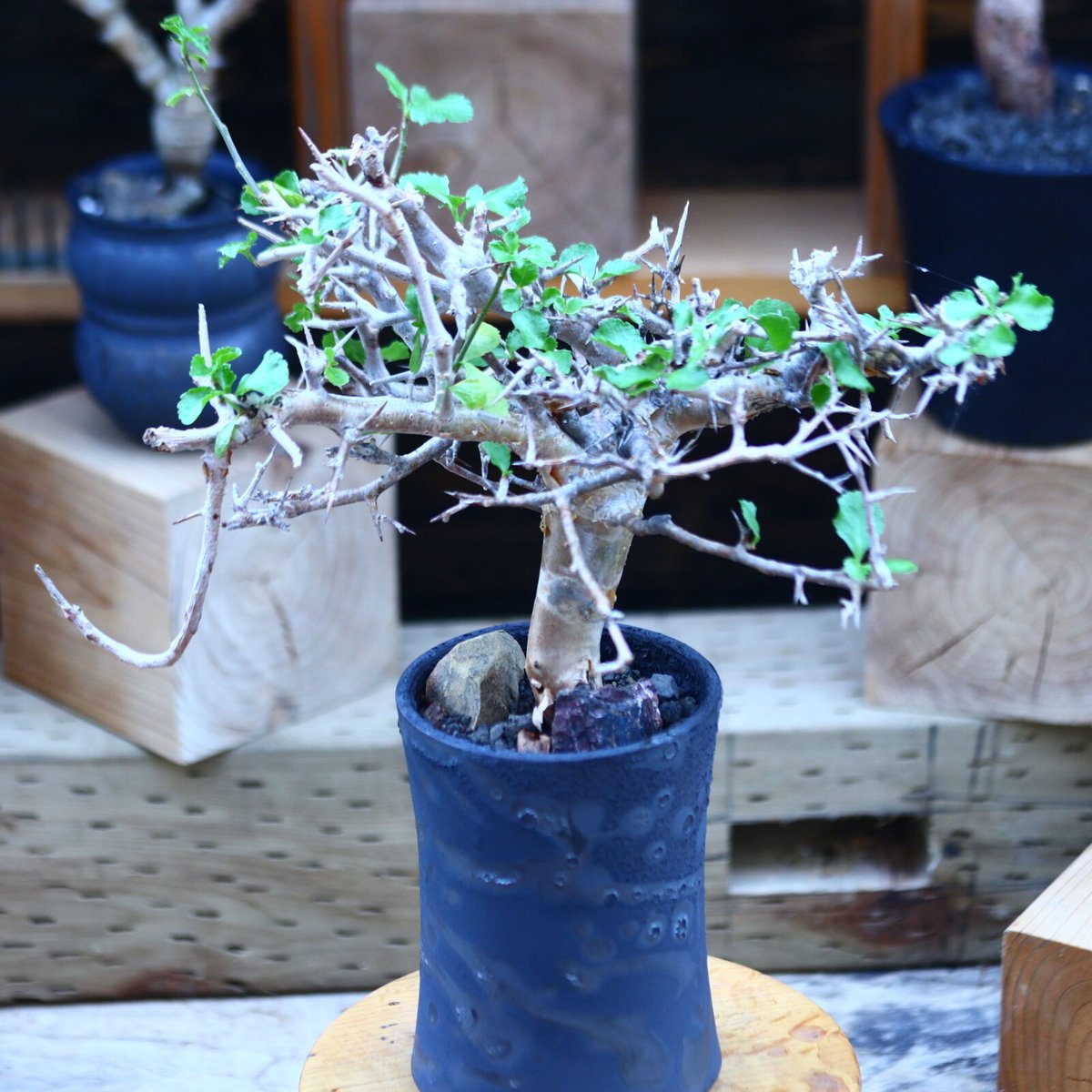 \"Commiphora wightii\" コミフォラ ワイティ 実生　良型 fit=scale-down,w=1200