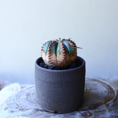 ユーフォルビア  バリダ  hyb   Euphorbia valida  hyb   no.60202