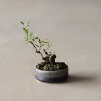 シモツゲ / twinz bonsai (1.5号)  no.913/82