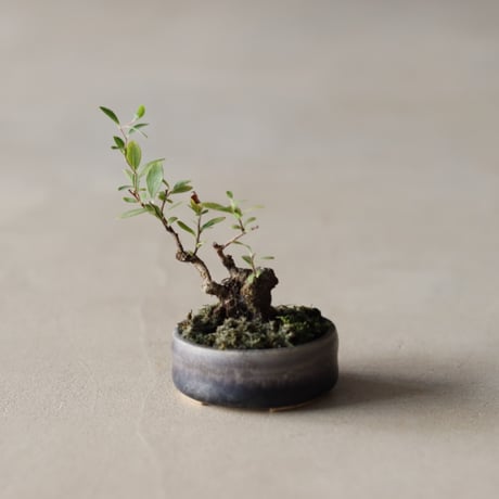 CATEGORY twinz bonsai | 芽の巣山