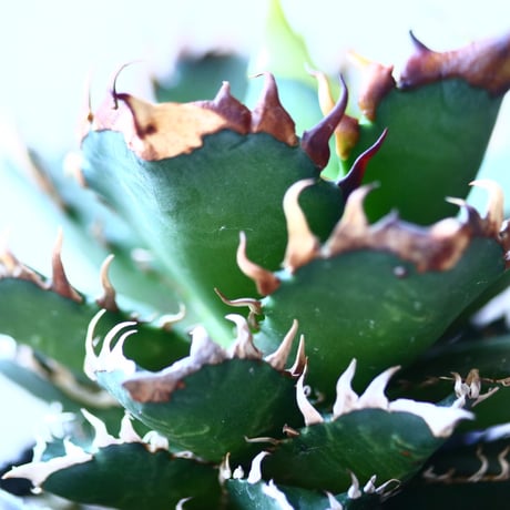 アガベ チタノタ レッドキャットウィールズ  Agave titanota"Red Catweezle”   no110836-2