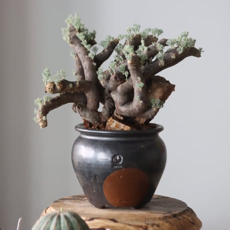 Monsonia multifida × N/OH  no.905-19