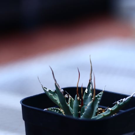 アガベ  ユタエンシス    エボリスピナ  Agave uthaensis var. eborispina  no120613