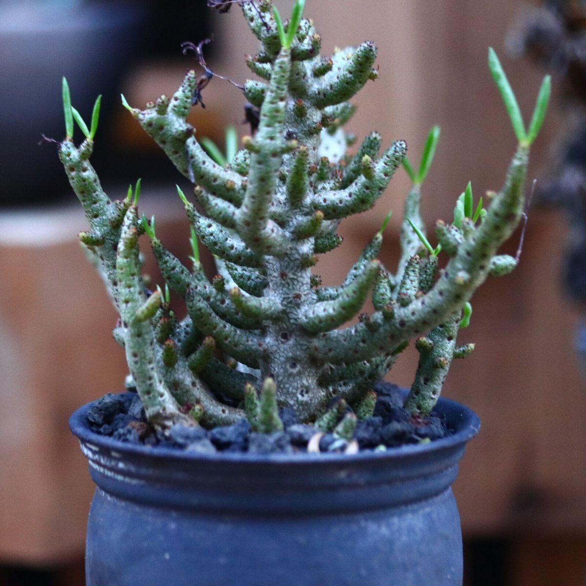 チレコドン ブッコルジアヌス／Tylecodon buchholzianus no.