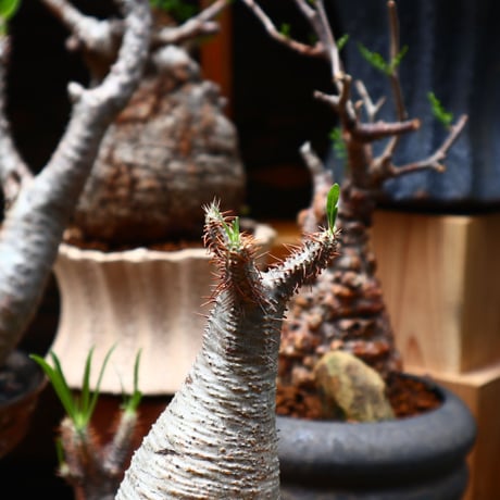 パキポディウム  グラキリス／Pachypodium  gracilius    no.71022