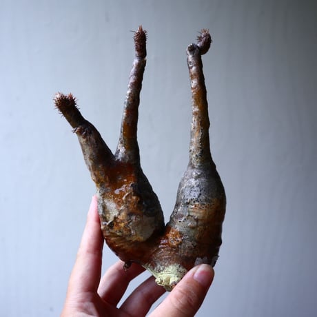 パキポディウム グラキリス 2頭 Pachypodium rosulatum var. gracilius no.70713