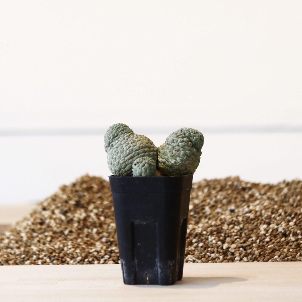 美株 サボテン 仏頭玉 ラリレアキア カクティフォルメ 美株 サボテン 仏頭玉 ラリレアキア カクティフォルメ