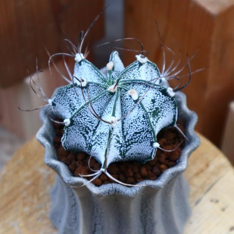 アストロフィツム 白瑞鳳玉／Astrophytum capricorne var. niveum　no.60590