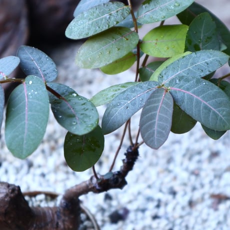 フィランサス   ミラビリス   Phyllanthus mirabilis  no.91501