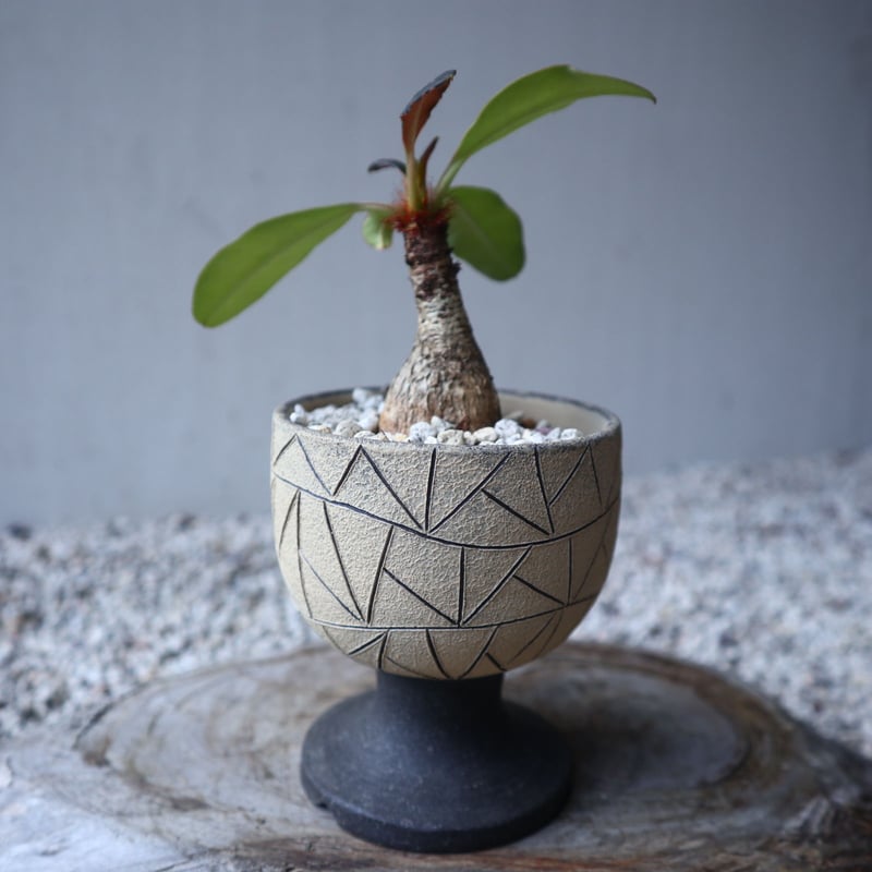 ユーフォルビア ラメナ Euphorbia ramena no.122213 |