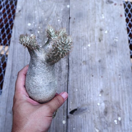パキポディウム  イノピナツム  抜苗／Pachypodium Inopinatum     no.I-16