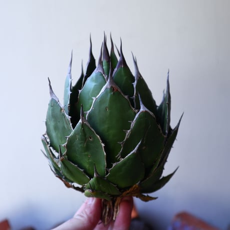 アガベ ホリダ   Agave horrida   no.30823