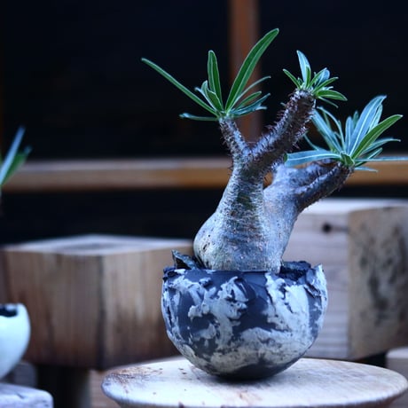 パキポディウム  グラキリス ／Pachypodium  gracilius     no.103153