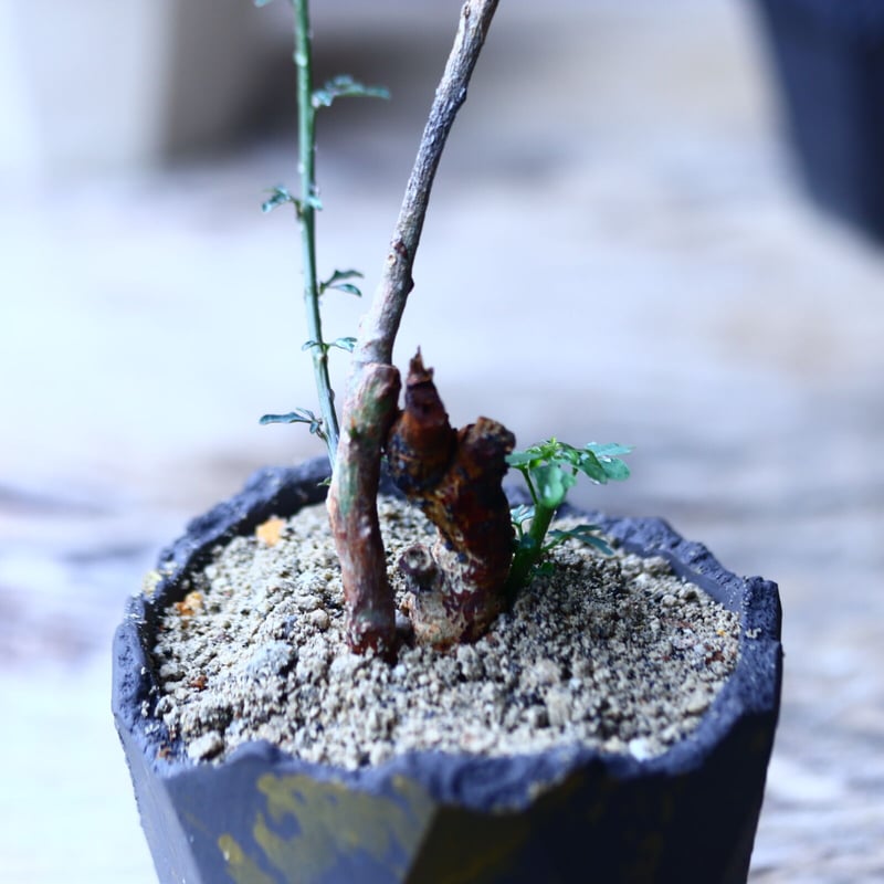 アデニア サブセシリフォリア Adenia subsessilifolia no.9