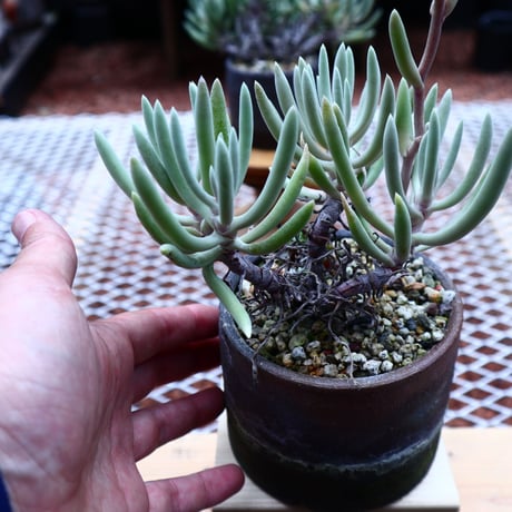 ダドレア オルクッティ／Dudleya attenuata ssp. orcutii    no.50232