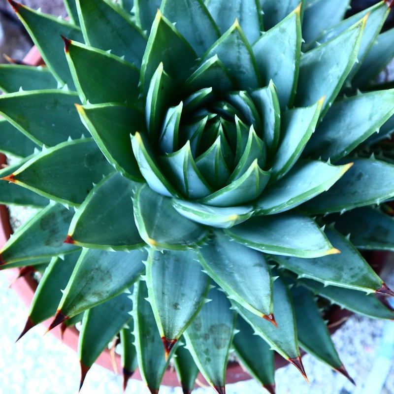 アロエ ポリフィラ Aloe polyphylla no.30101 | 芽の巣山