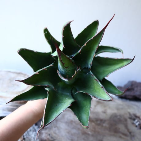アガベ  モンタナ  Agave montana    no.111026