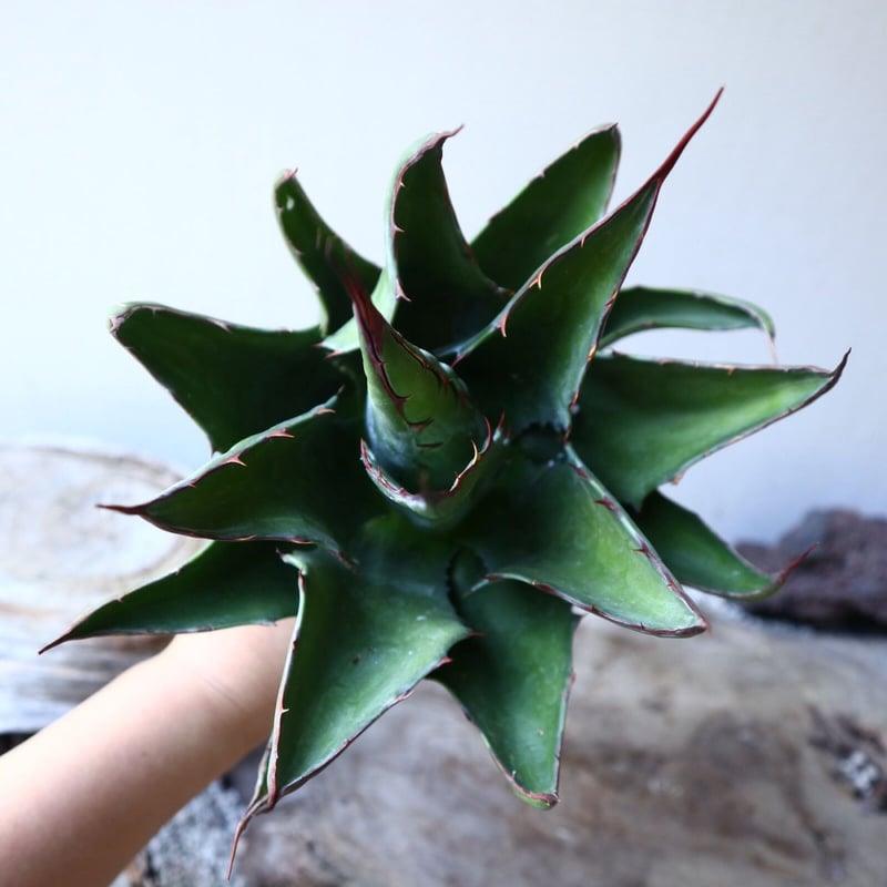 アガベ モンタナ Agave montana no.111026 | 芽の巣山