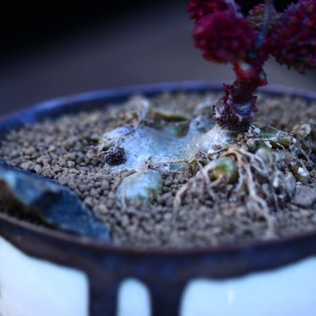 アドロミクス マリアニアエ  へレイ〝レッドボール″／Adromischus marianiae  var.herrei〝Redball″    no.13073