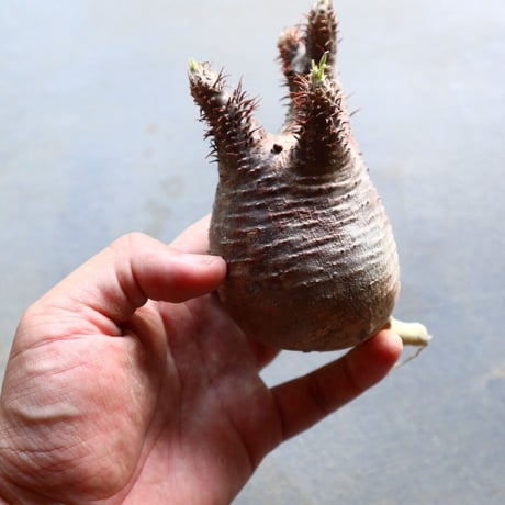 パキポディウム グラキリス 抜苗  Pachypodium rosulatum var. gracilius no.92928