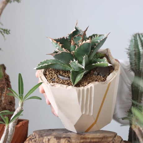 Agave titanota"FO-076"× N/OH 　no.51216