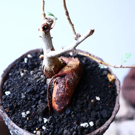 パキコルムス ディスカラー  (象の木)    Pachycormus discolor  no.102712