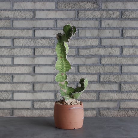 Euphorbia triangularis × N/OH(4.5号)  no.510/8